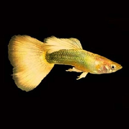 Guppy male full gold 24 k